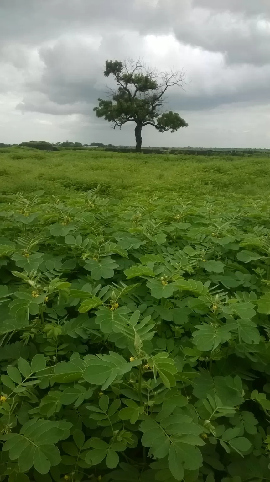 Photo of Sahyadri Mountains By Ashish