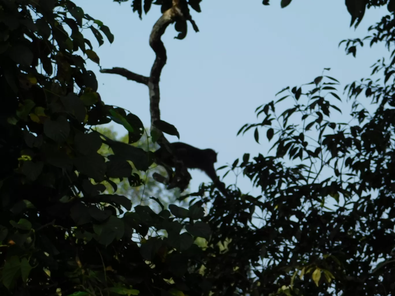 Photo of Sahasralinga By Nitesh Tripathi