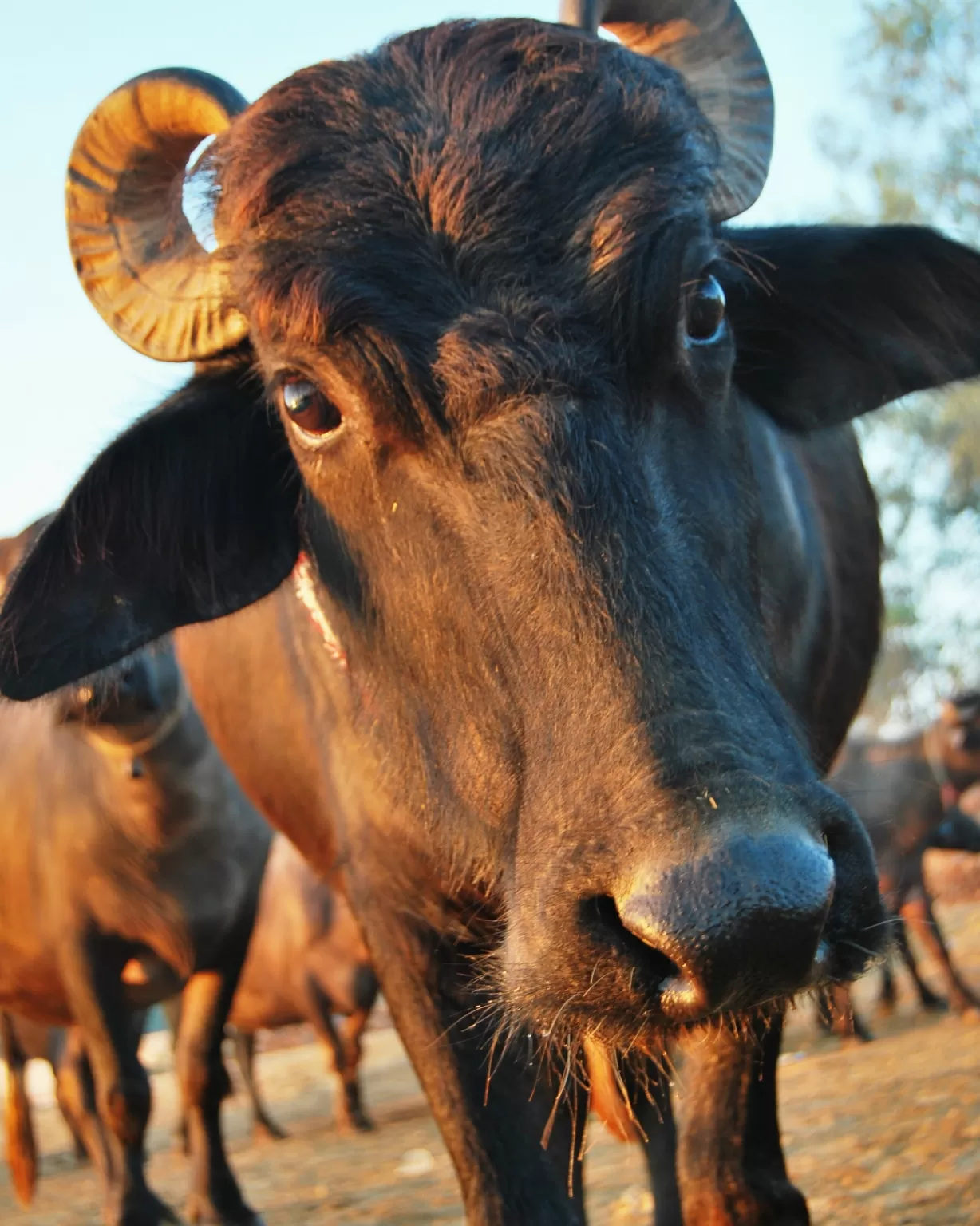 Photo of Bhagal By Robin Sharma