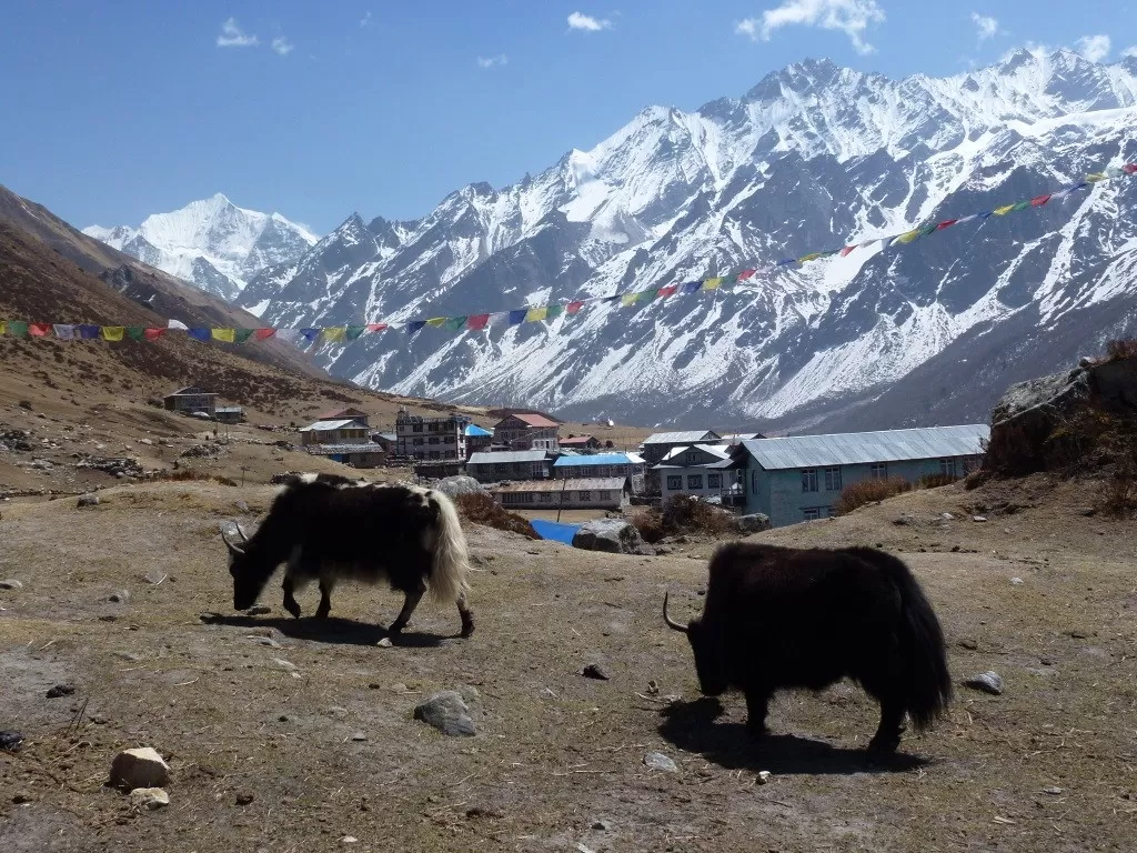 Photo of Langtang National Park By Himalayan Adventure Treks & Tours