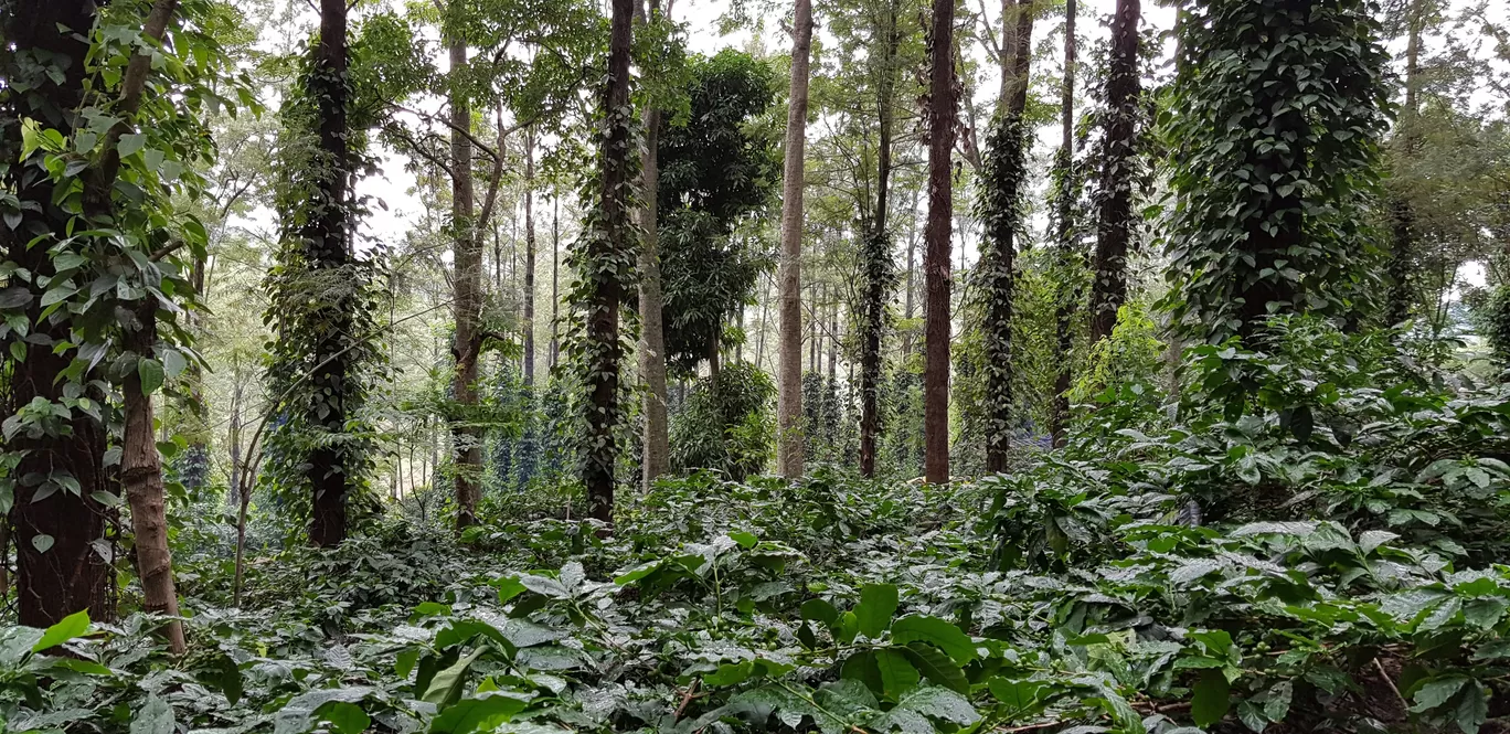 Photo of ARAKU VALLEY By Soumen Mukherjee