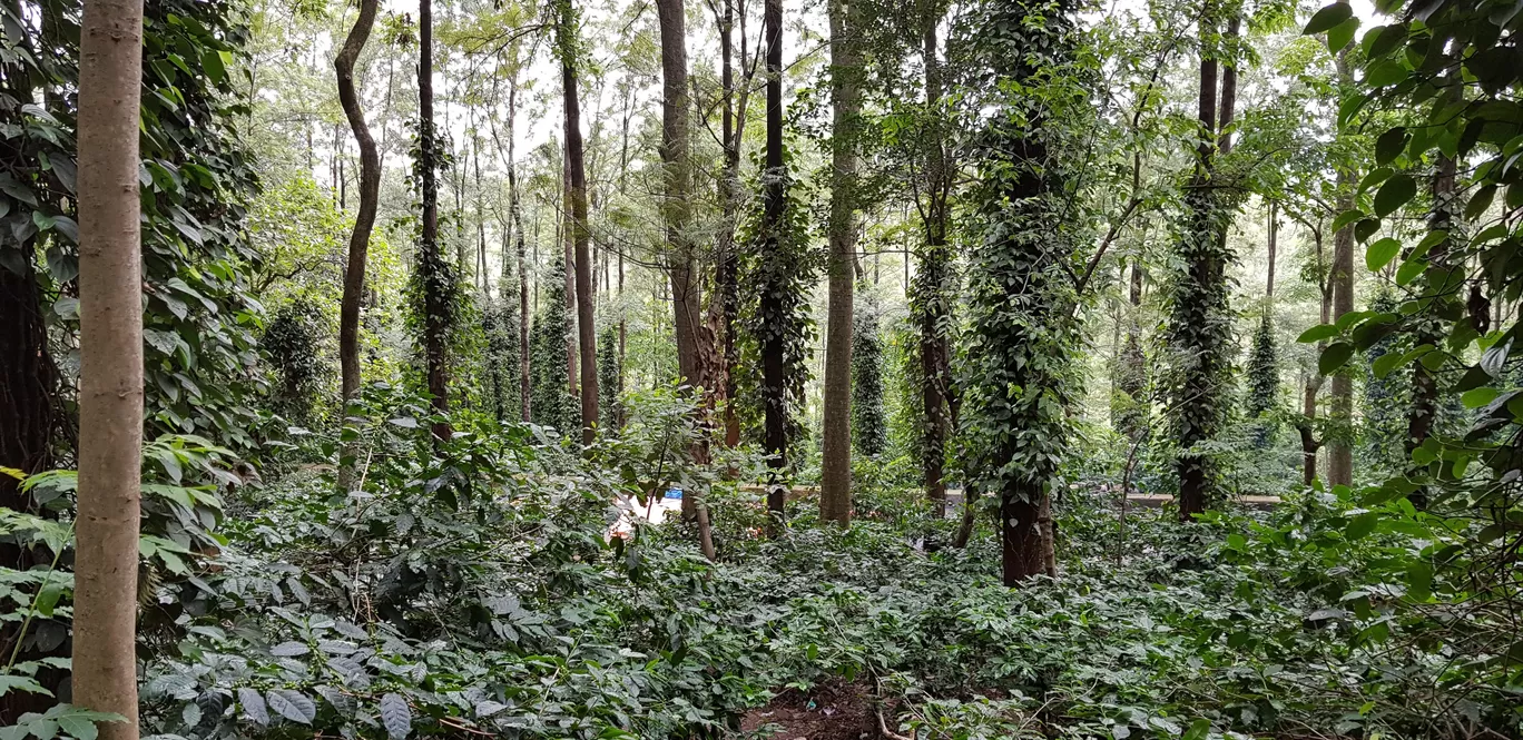 Photo of ARAKU VALLEY By Soumen Mukherjee