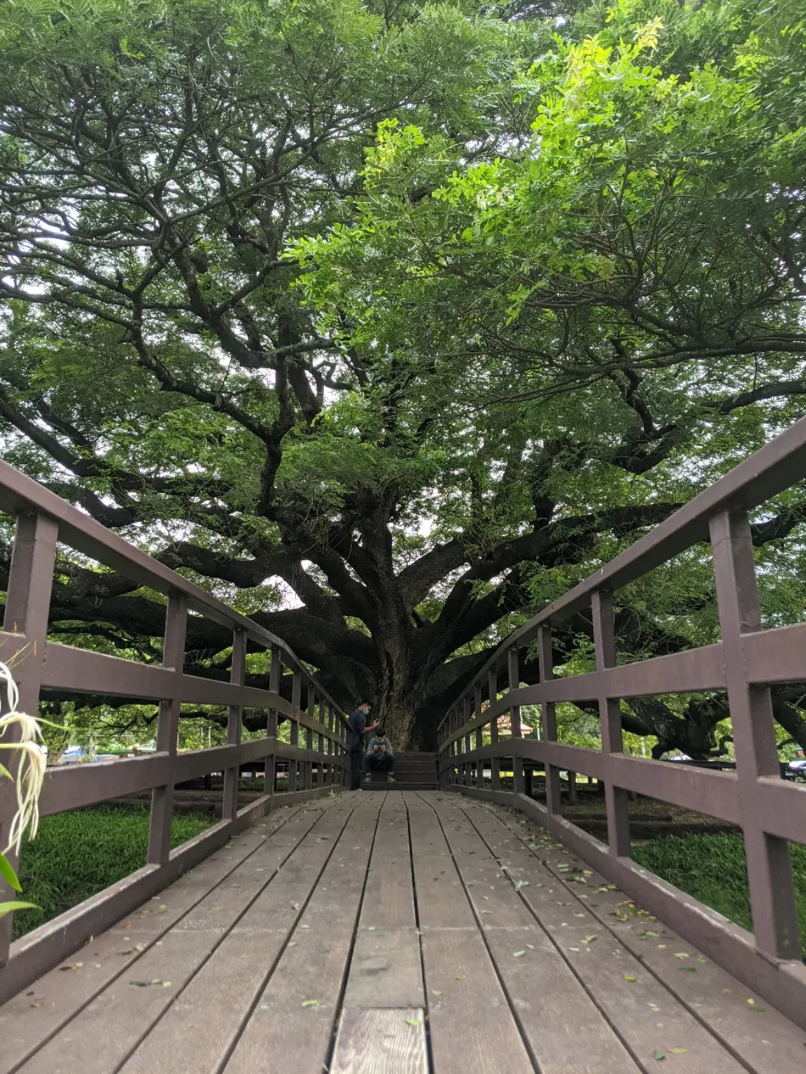 Photo of Giant Raintree By Namrata Vedi