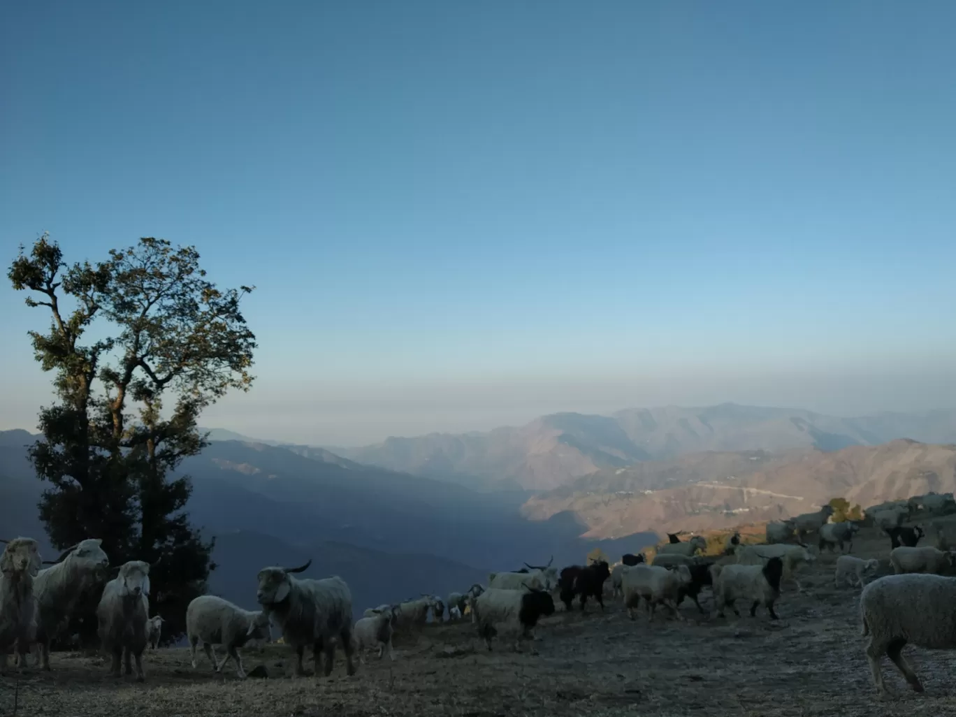 Photo of Nag Tibba By shalu singh