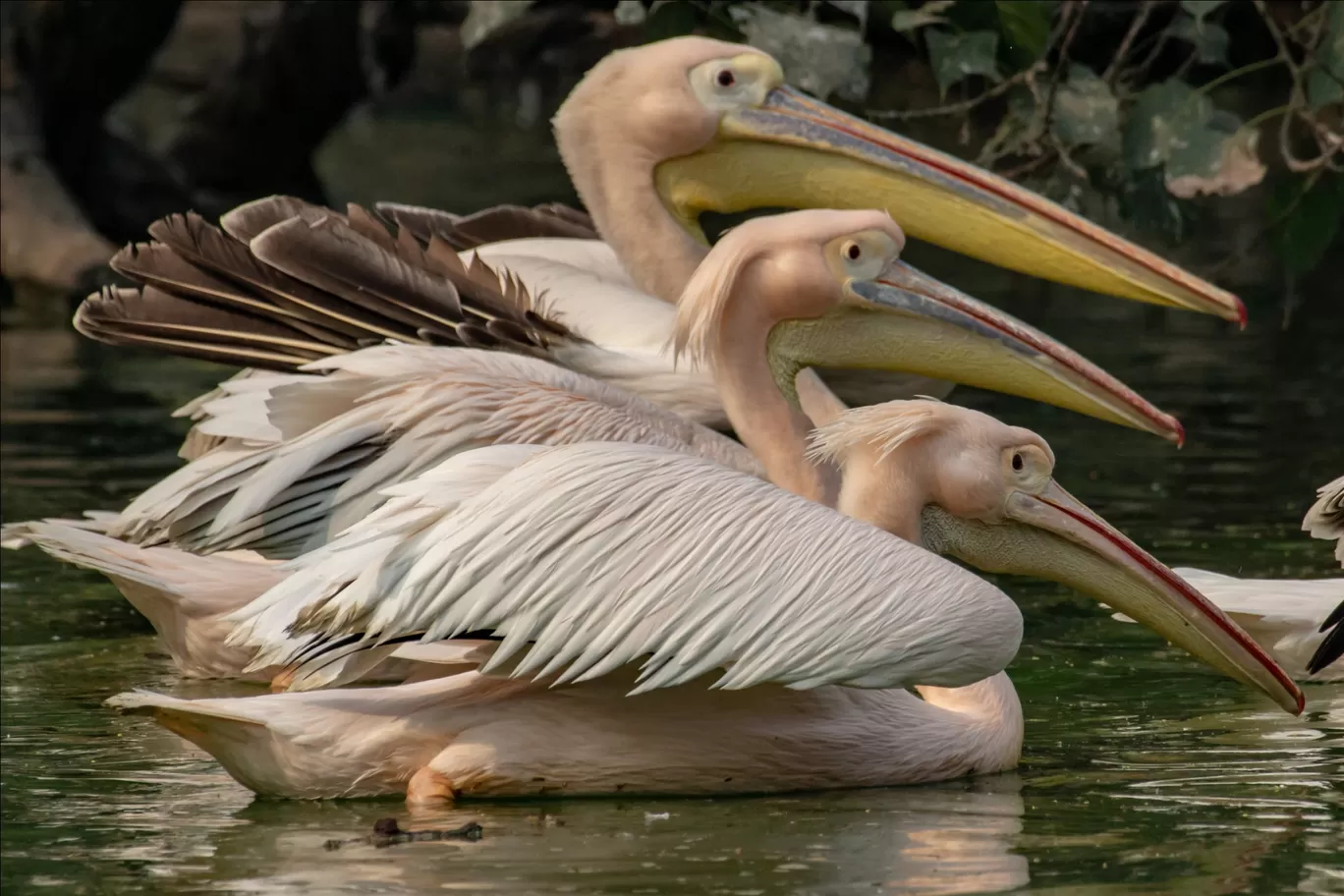 Photo of National Zoological Park By Ashir Kumar