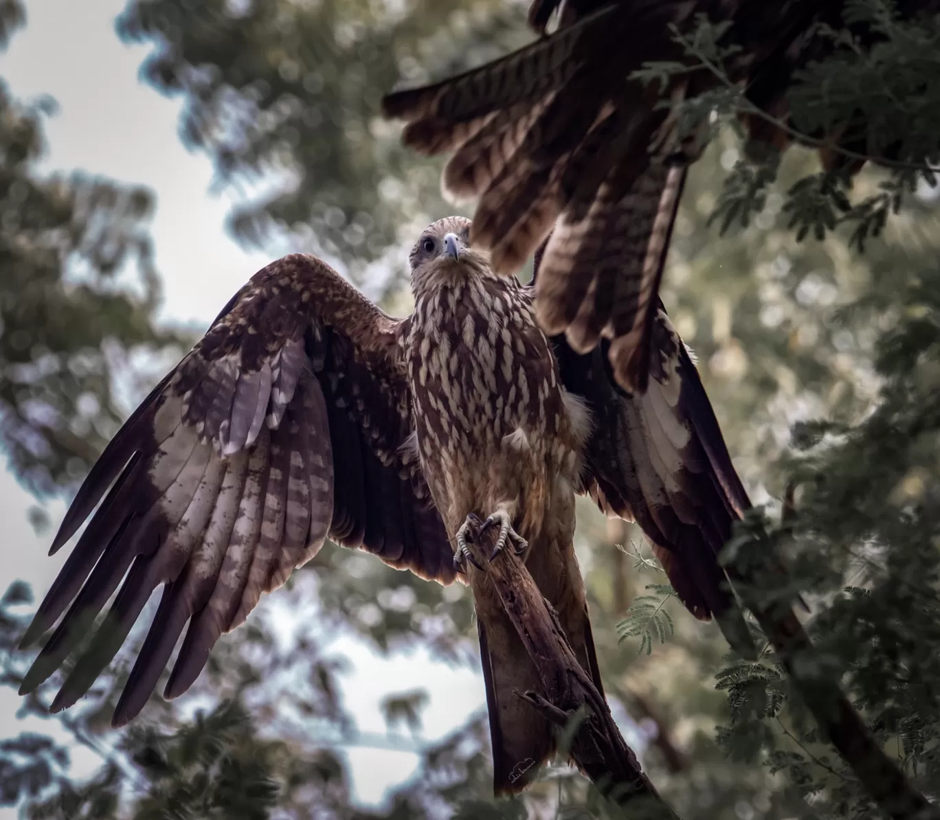 Photo of National Zoological Park By Ashir Kumar