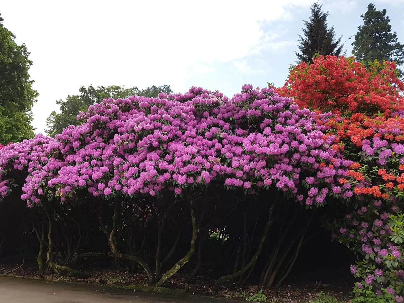 Photo of Island Mainau By Annet P S