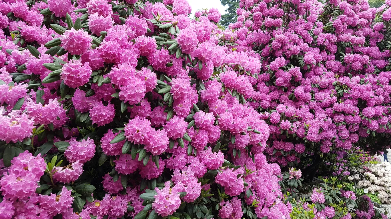 Photo of Island Mainau By Annet P S