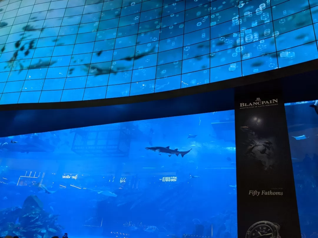 Photo of Dubai Aquarium & Underwater Zoo By Reshma KanamathaReddy