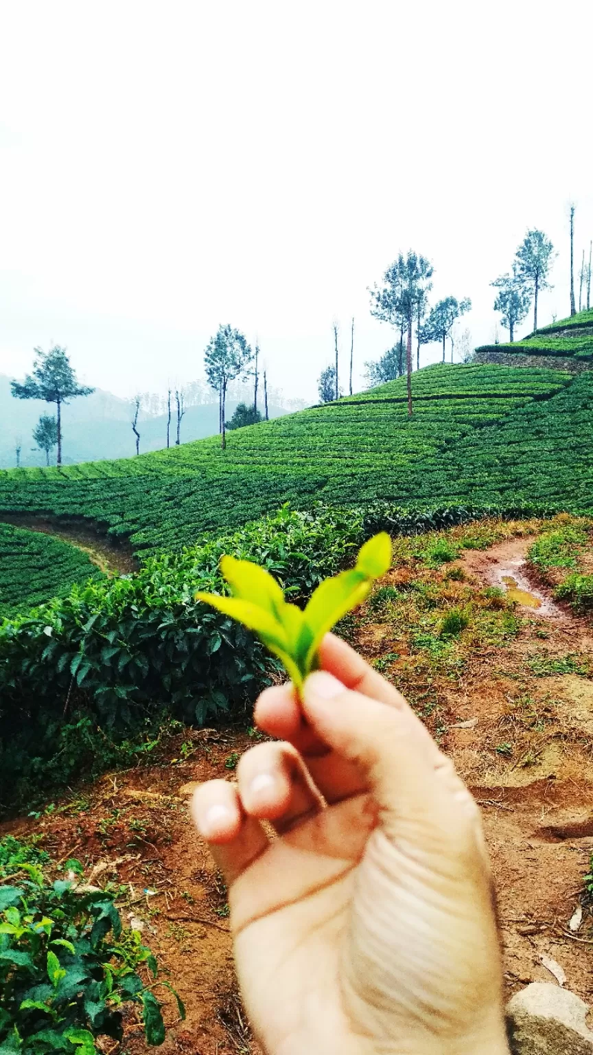 Photo of Munnar By Girish Hiranand