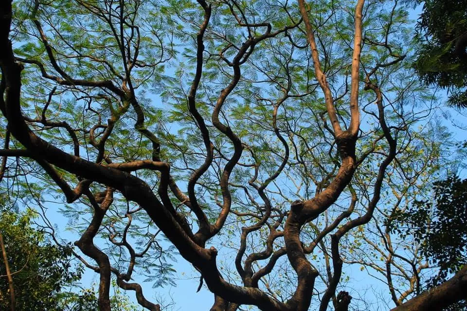Photo of Princep Ghat By Priya Chowdhary