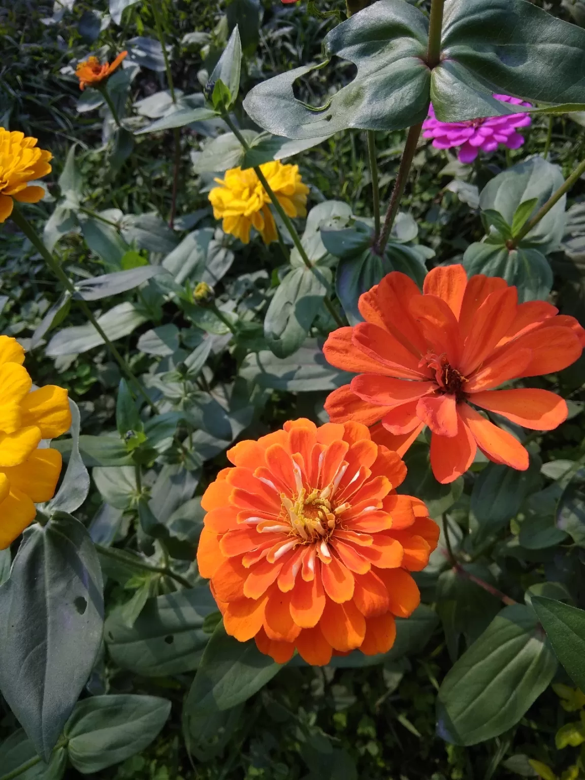 Photo of Kolkata By Priya Chowdhary