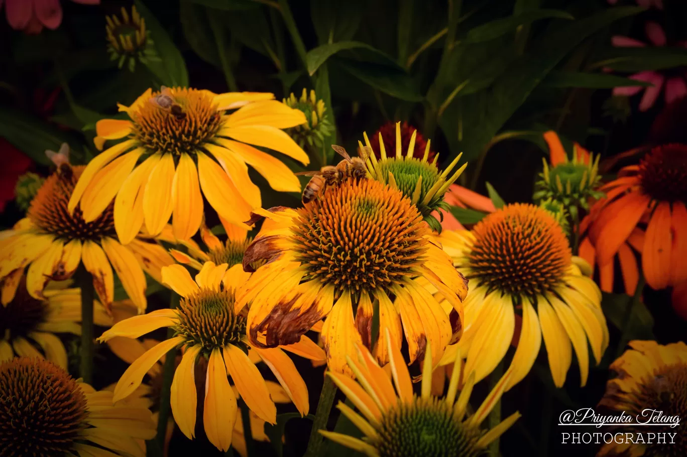 Photo of Blue Mountains Botanic Garden By Priyanka Telang