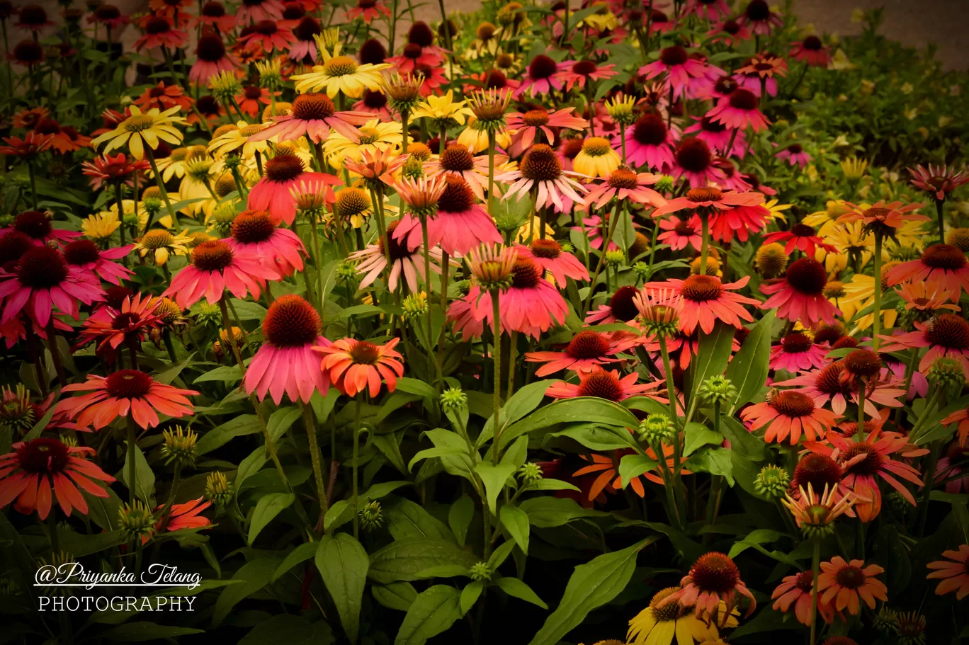 Photo of Blue Mountains Botanic Garden By Priyanka Telang