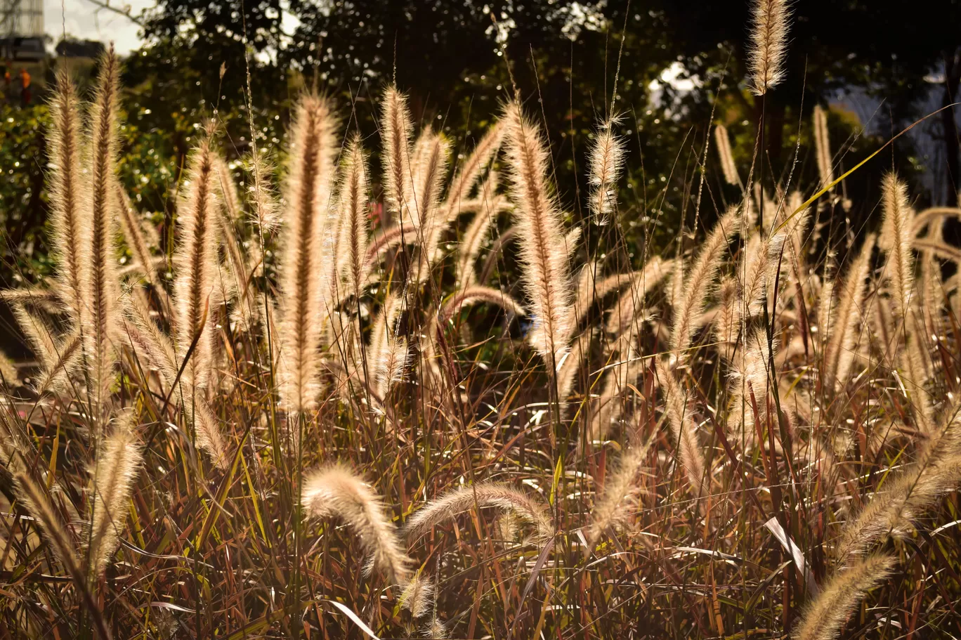 Photo of Hunter Region By Priyanka Telang