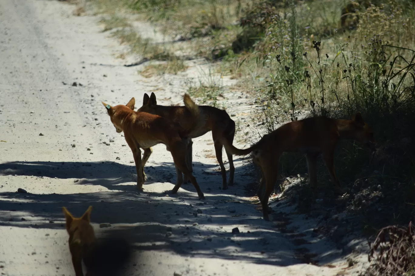 Photo of Fraser Island By Priyanka Telang
