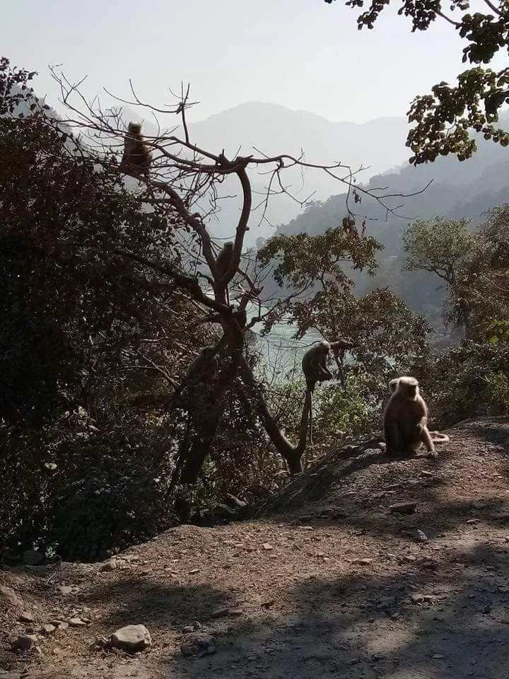 Photo of Rishikesh By MOHIT MALAVIYA