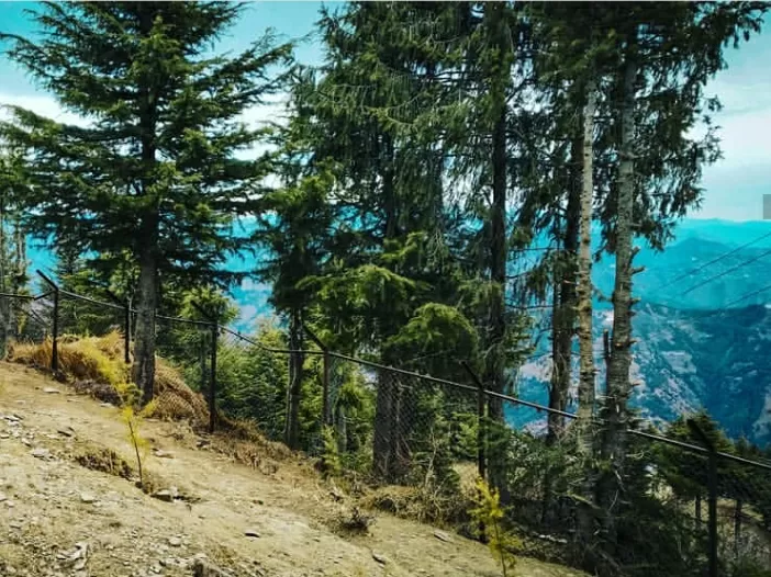Photo of Chail By Shireena Jose