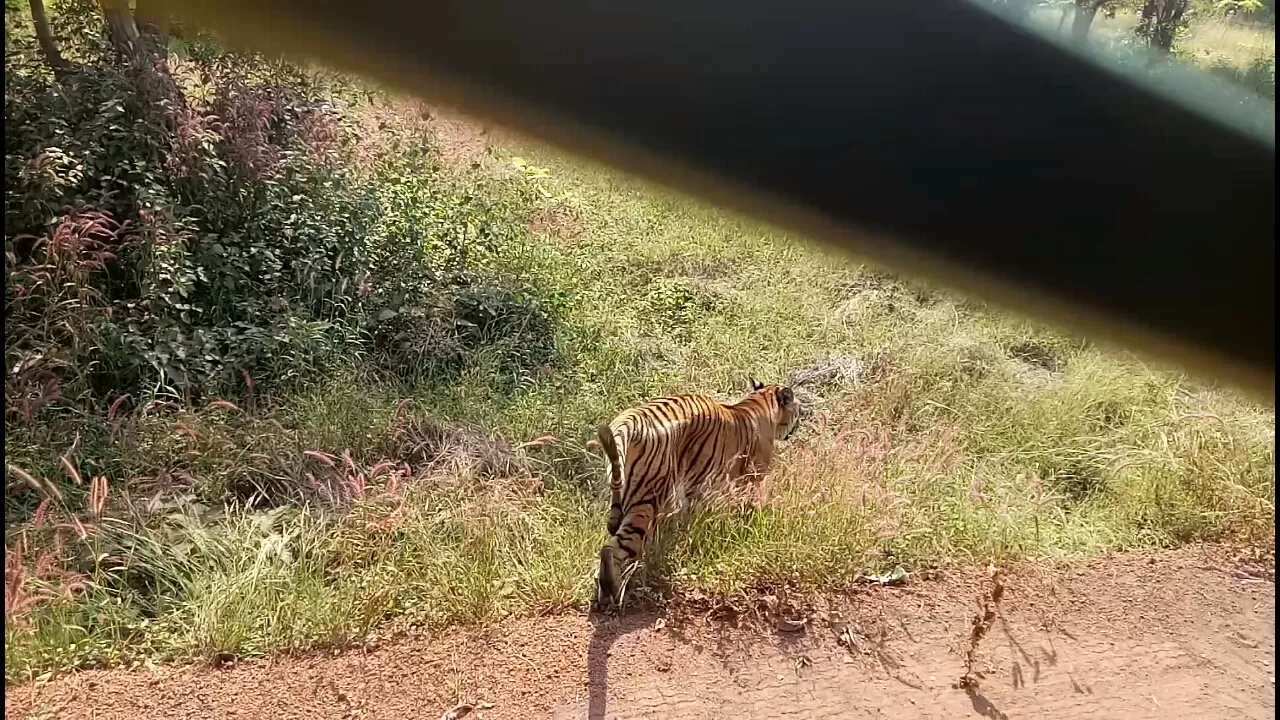 Photo of Jungle Safari Parking Area By Utkarsh Sahare