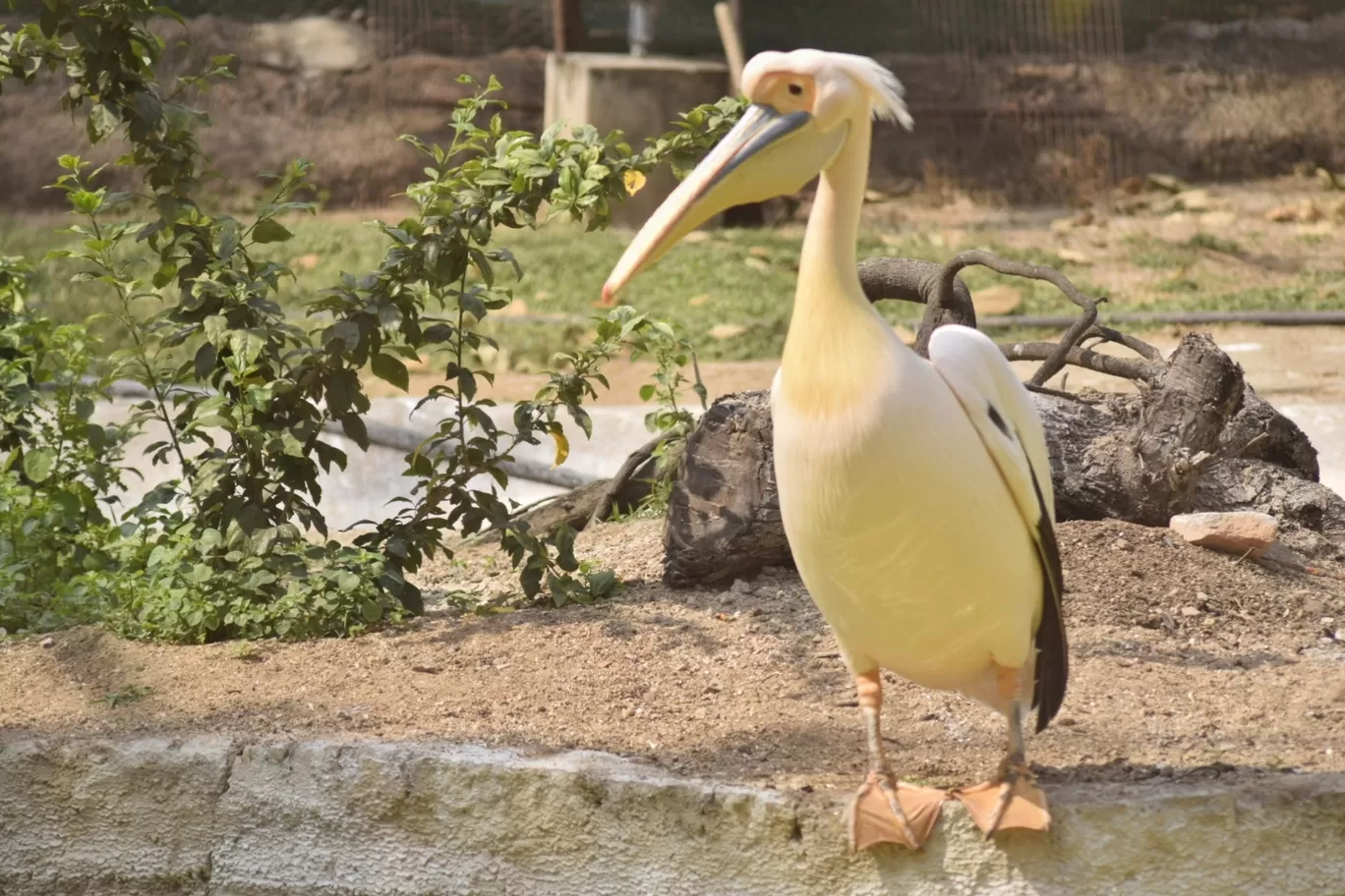 Photo of Nehru Zoological Park By ullasunni390