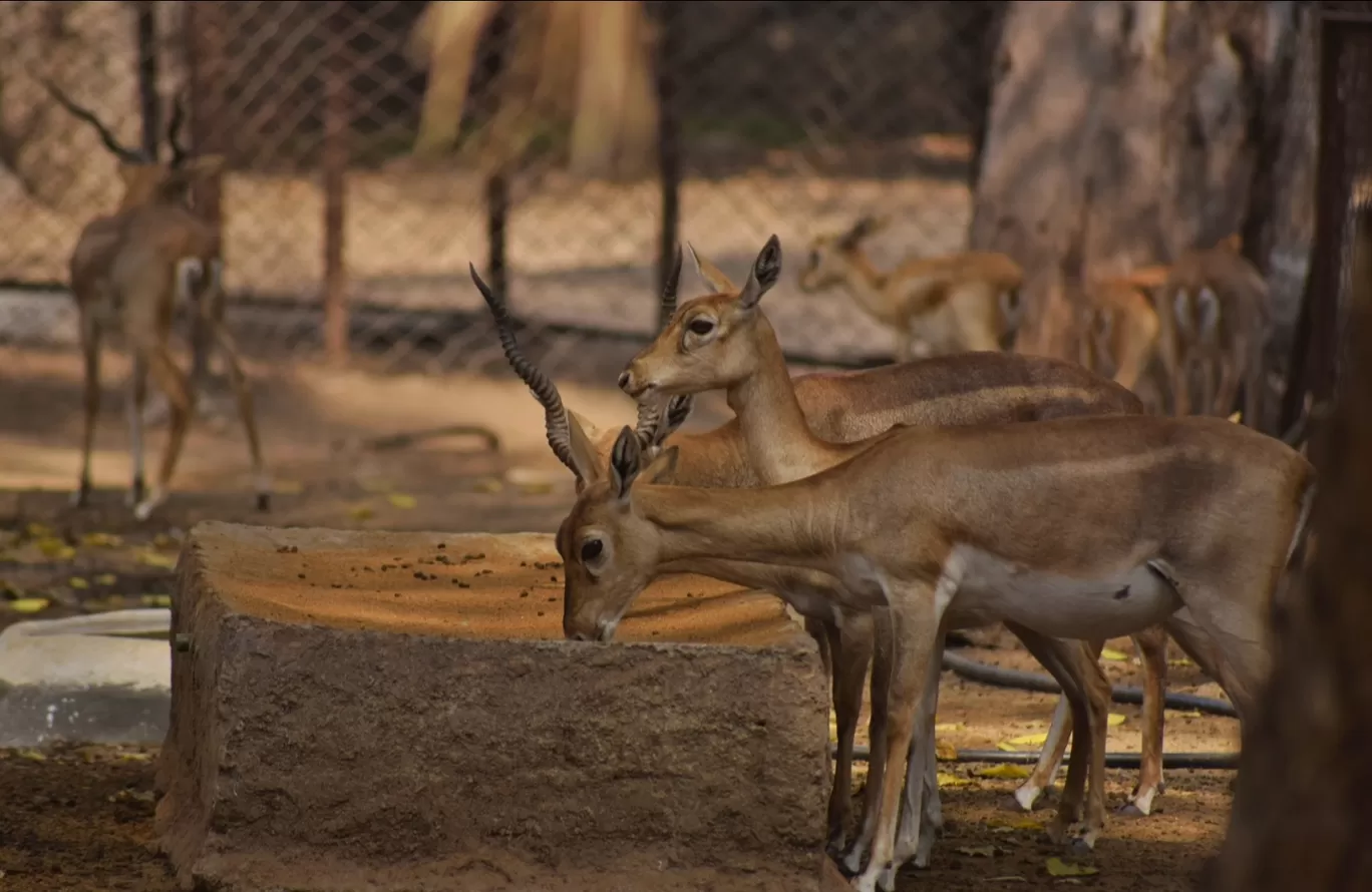 Photo of Nehru Zoological Park By ullasunni390