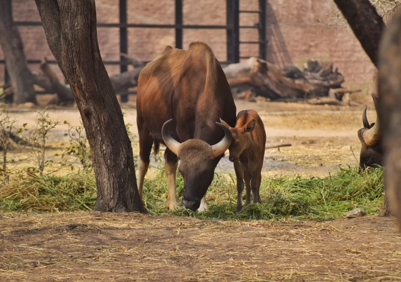 Photo of Nehru Zoological Park By ullasunni390