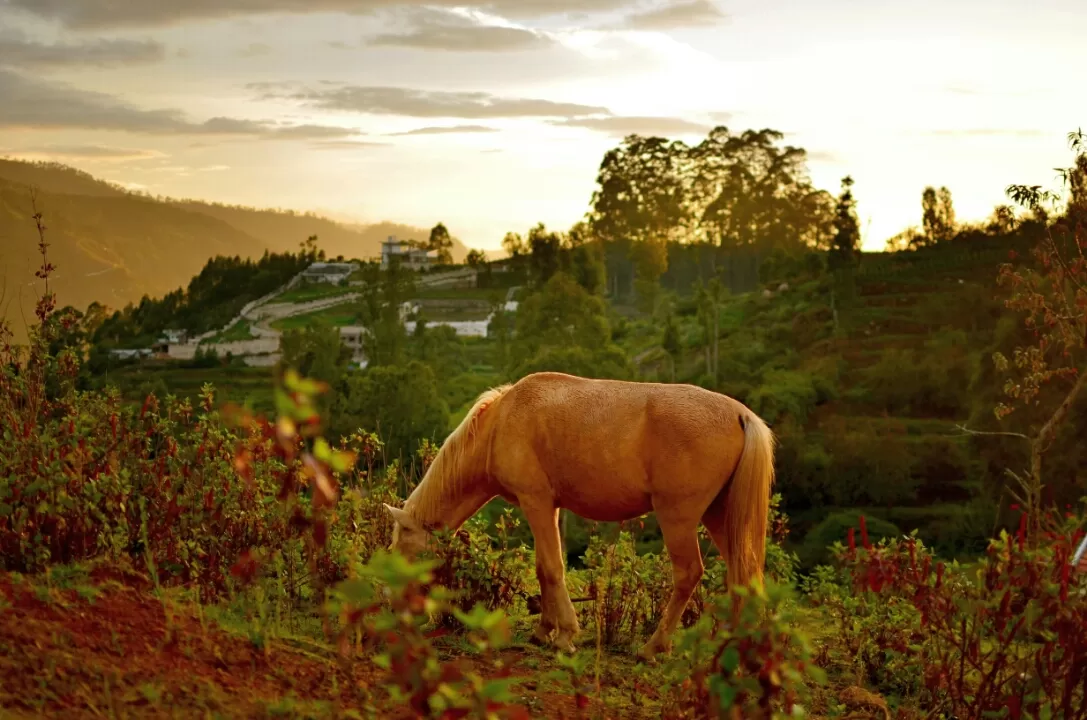 Photo of Kodaikanal By ArJun RaJu