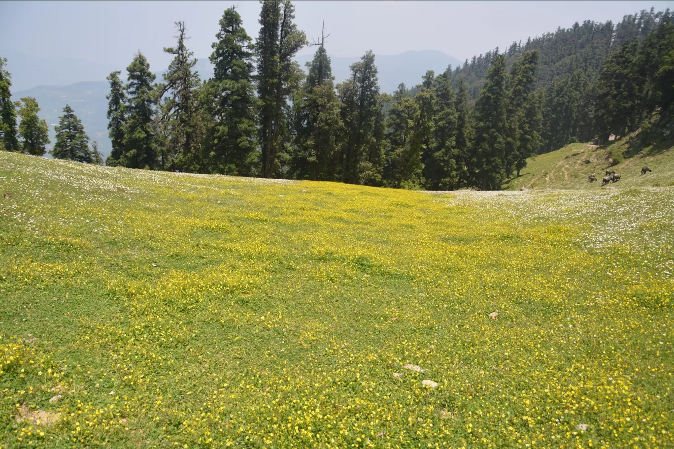 Photo of Churdhar By Ashish Gupta