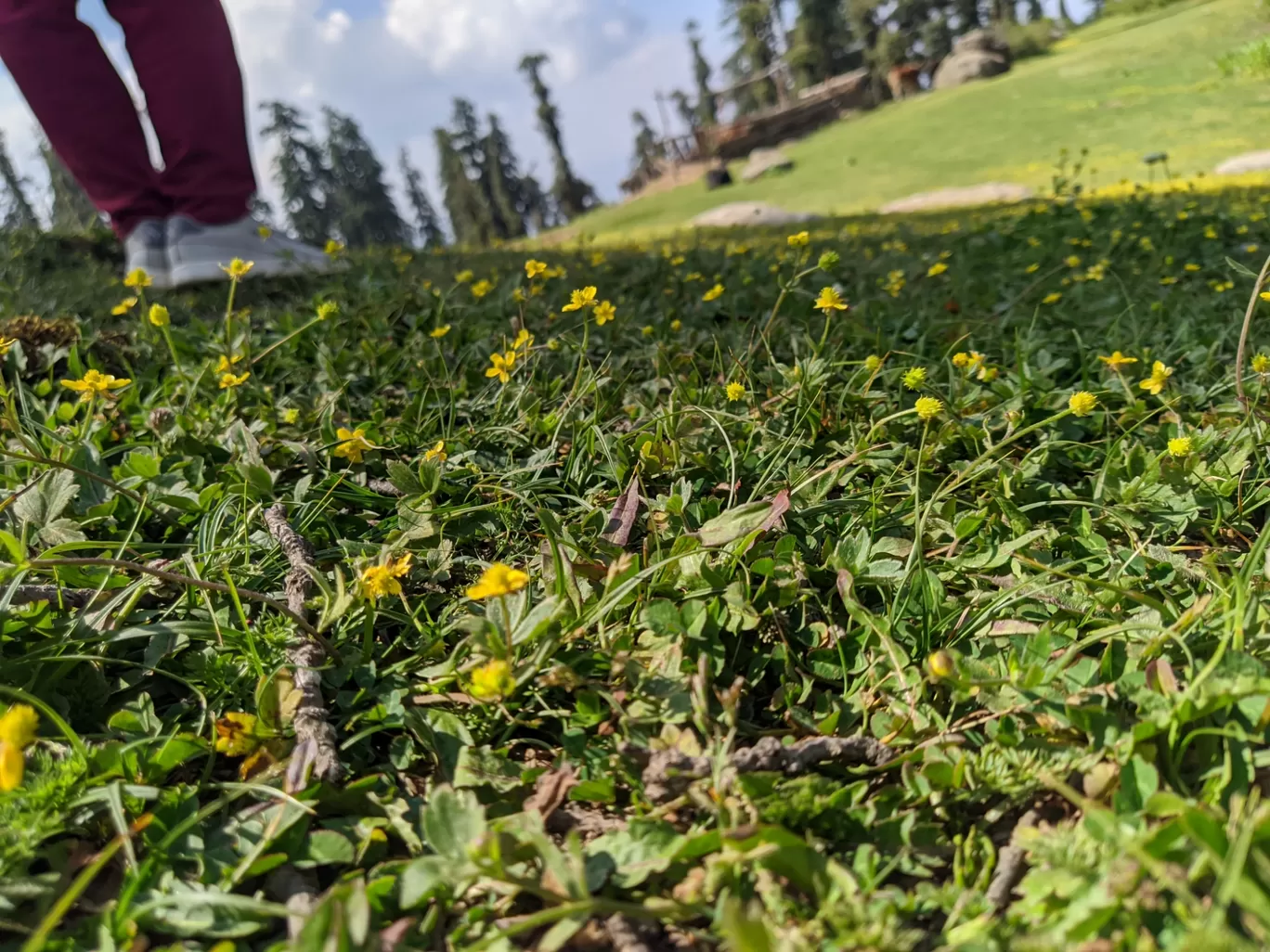 Photo of Churdhar By Ashish Gupta