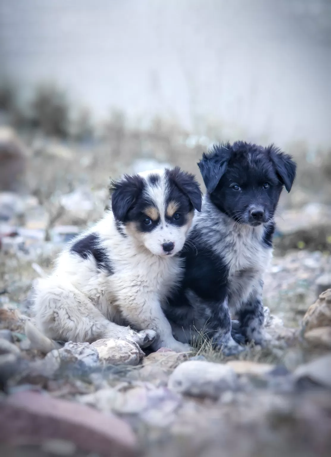Photo of Spiti By Amar Nisalkar