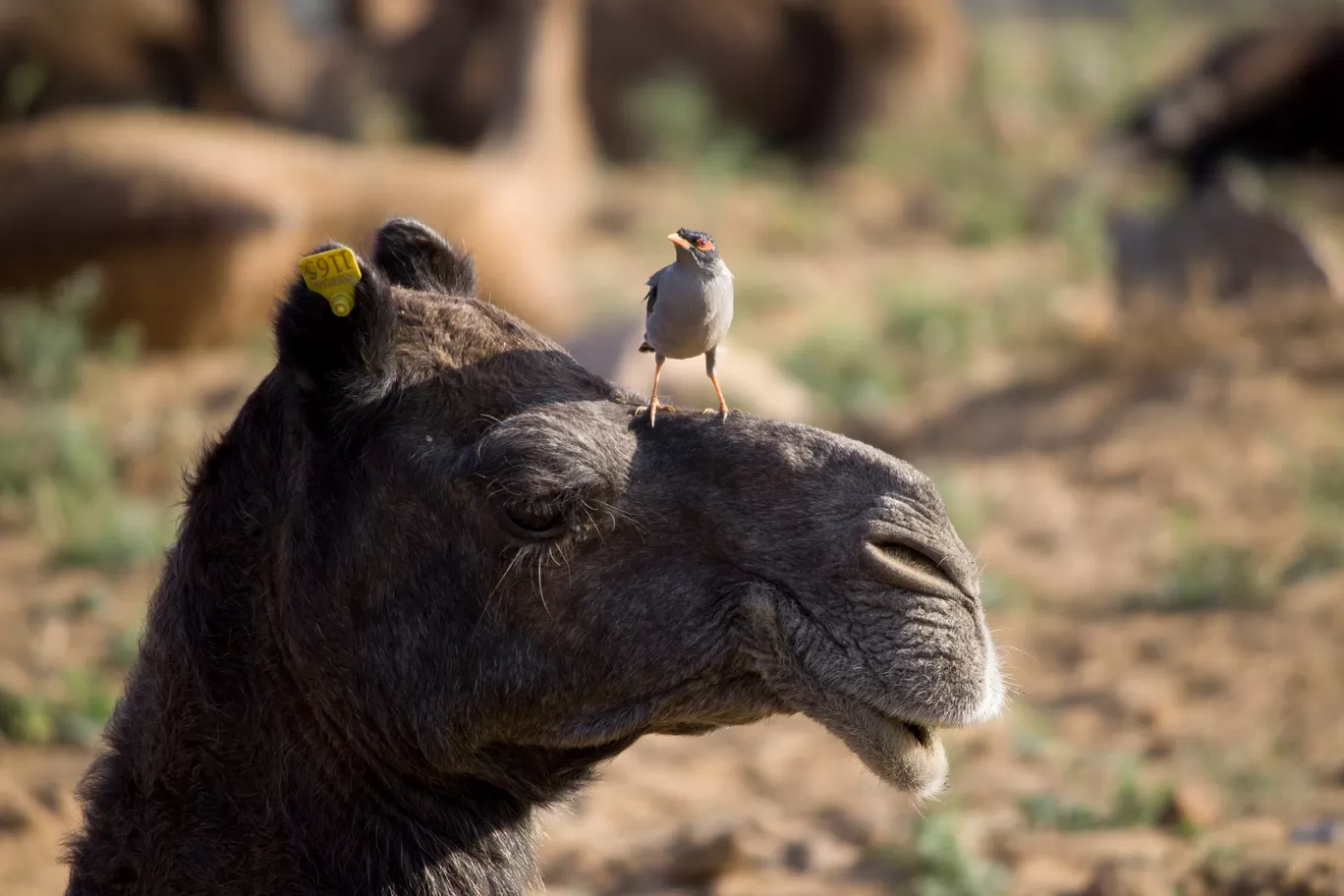 Photo of Rajasthan By Brijesh Dhobi