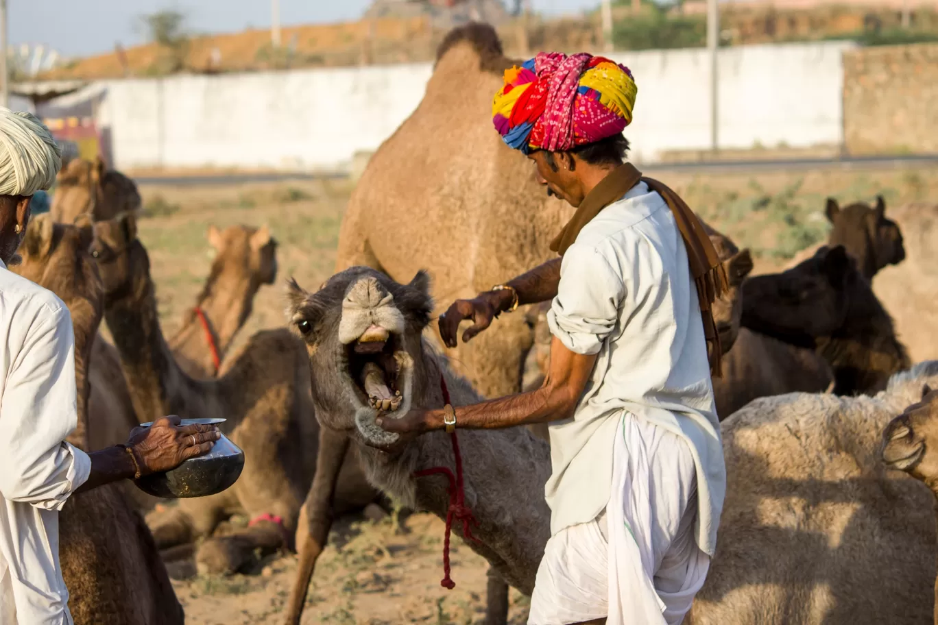 Photo of Rajasthan By Brijesh Dhobi