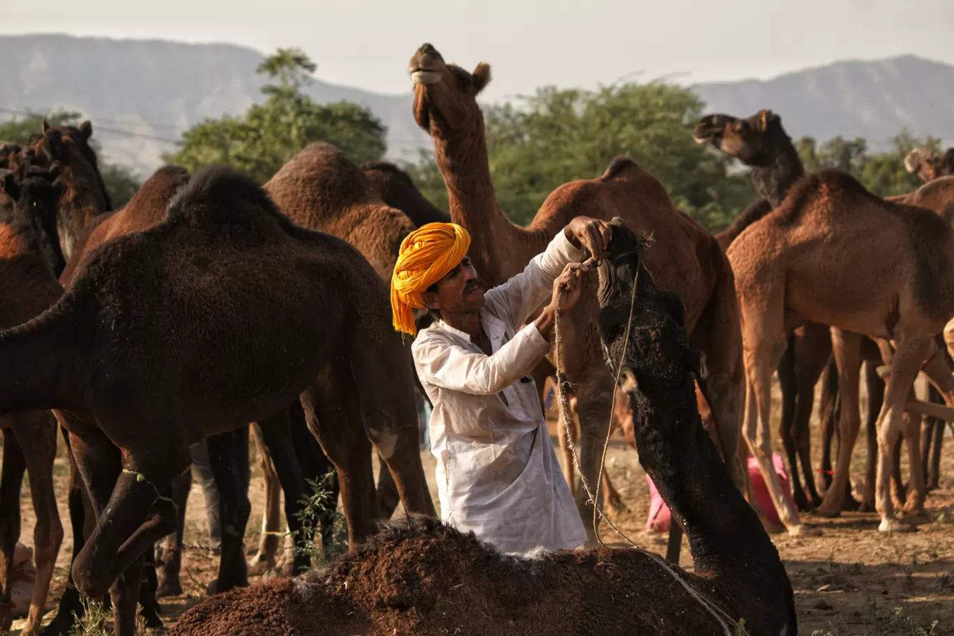 Photo of Rajasthan By Brijesh Dhobi
