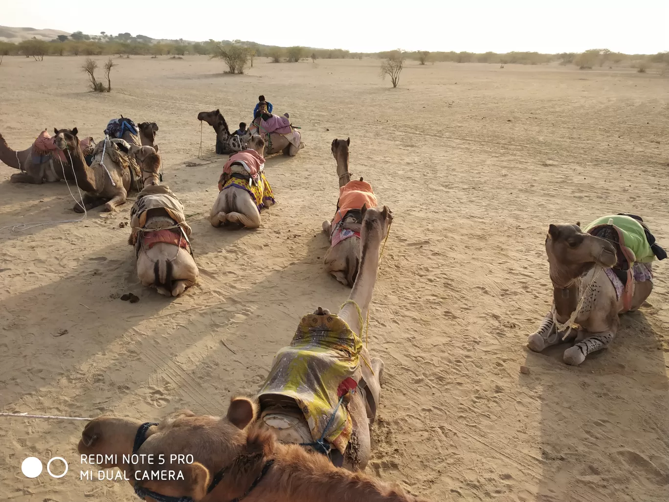 Photo of Thar Desert By srinath s