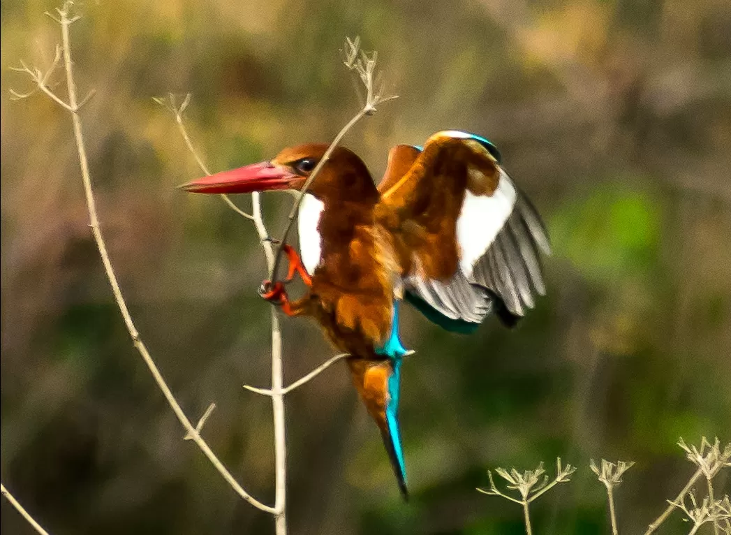 Photo of Vetal Tekdi By MANIKANTA GUDEPU