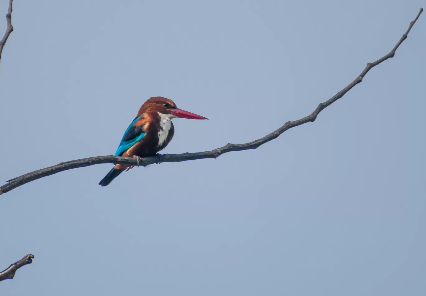 Photo of Vetal Tekdi By MANIKANTA GUDEPU