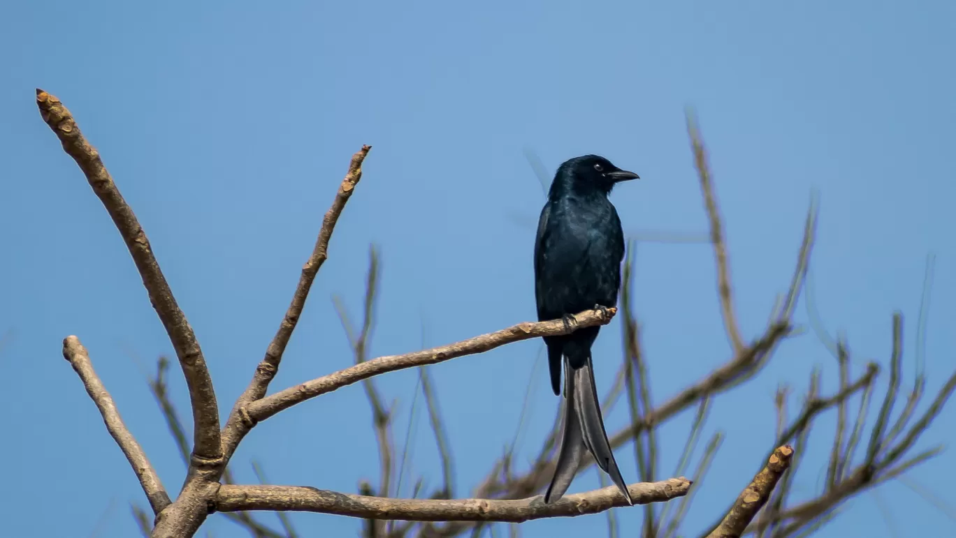 Photo of Vetal Tekdi By MANIKANTA GUDEPU