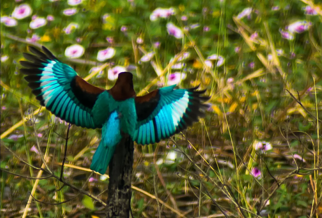 Photo of Vetal Tekdi By MANIKANTA GUDEPU