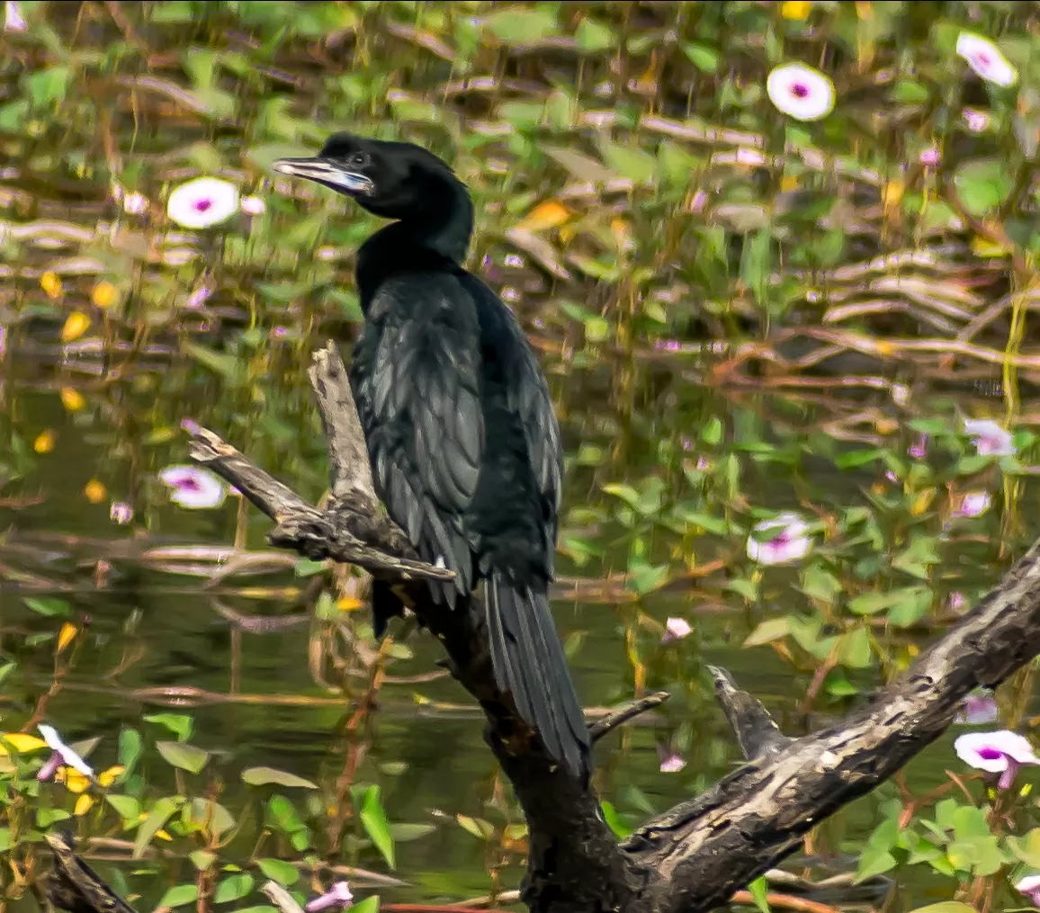 Photo of Vetal Tekdi By MANIKANTA GUDEPU