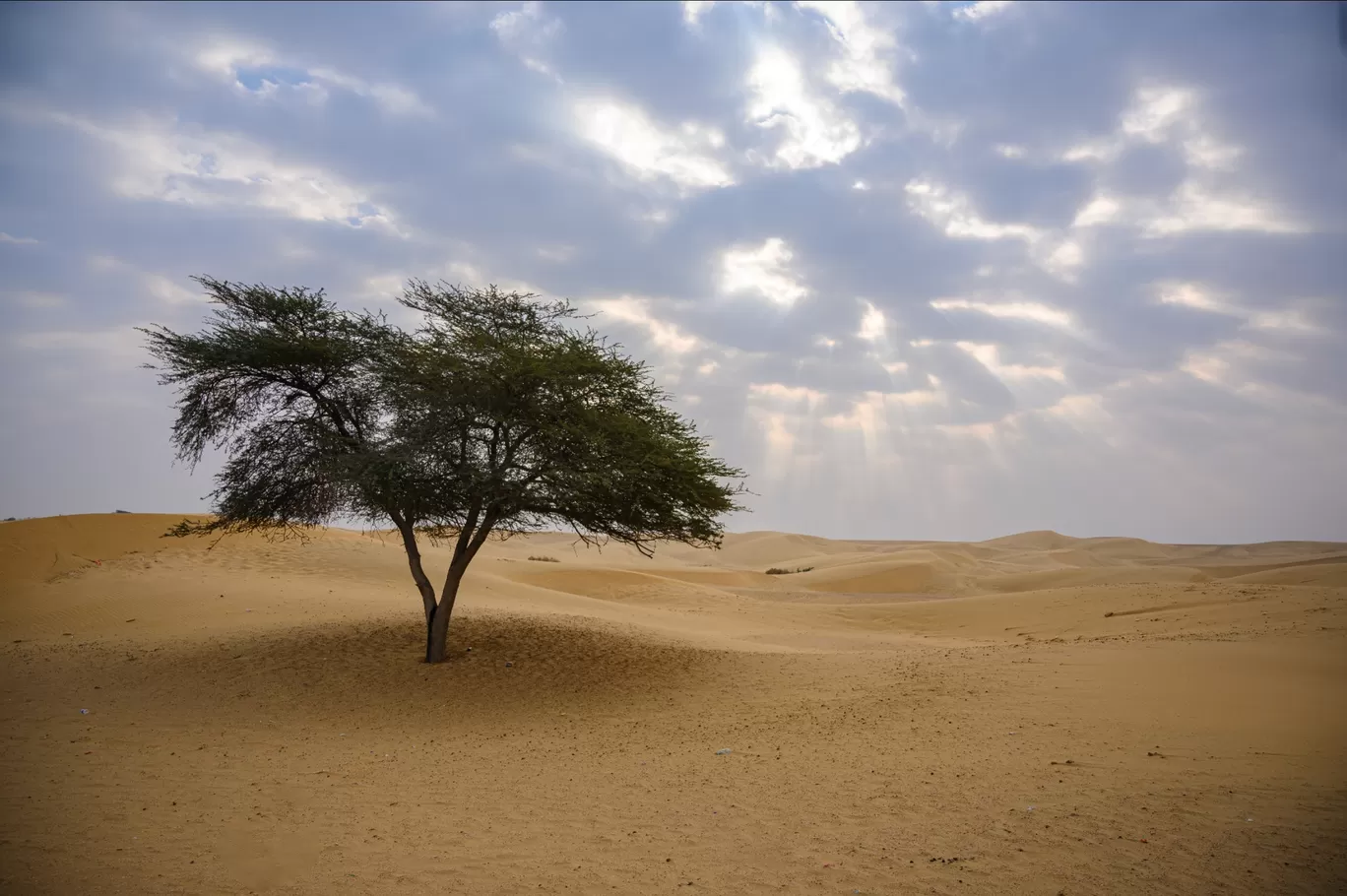 Photo of Thar Desert By Darsh Mahida