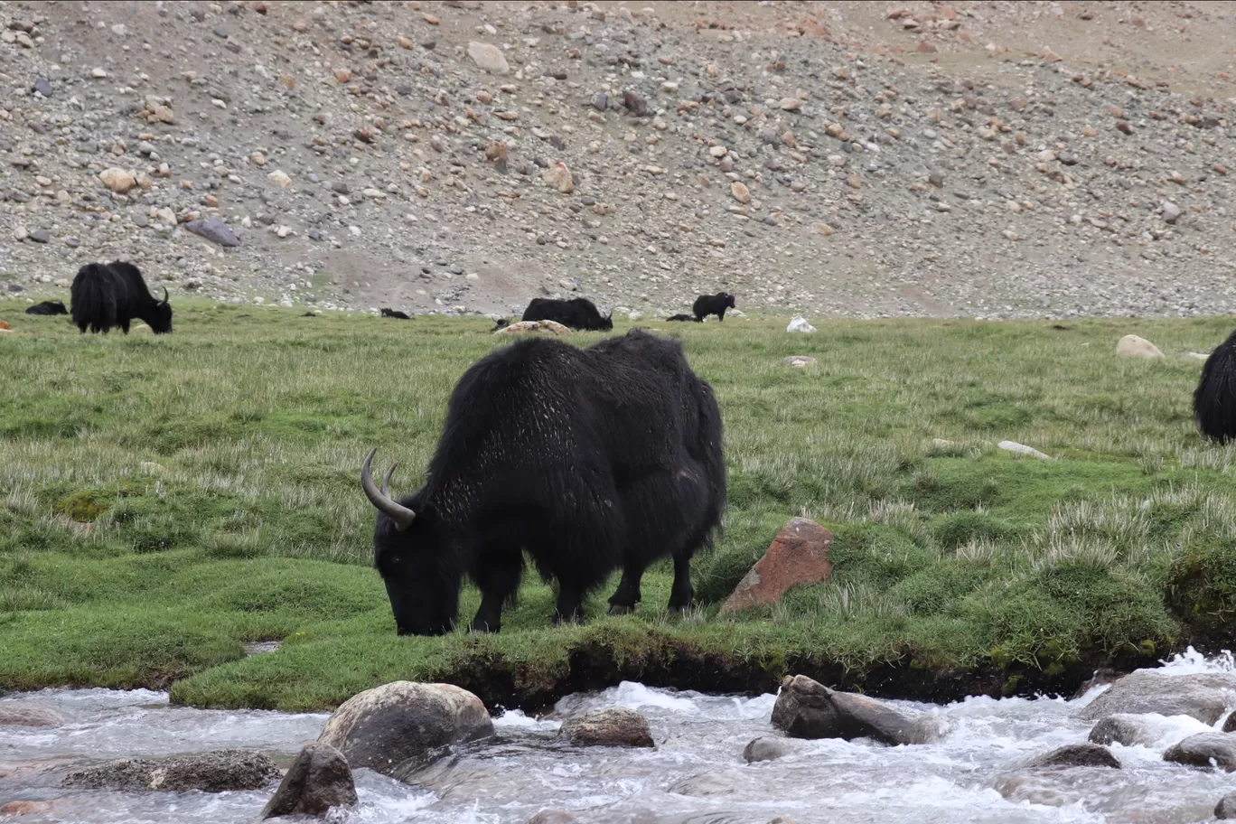 Photo of Ladakh By Pushpinder Thakur