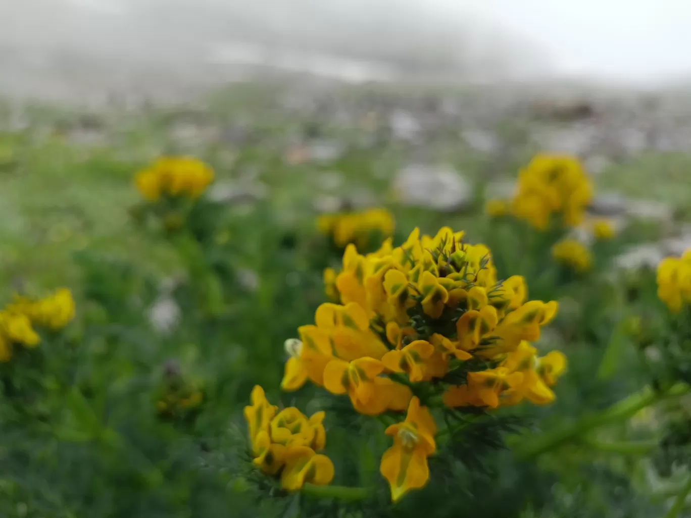 Photo of Dashir Lake By Pushpinder Thakur