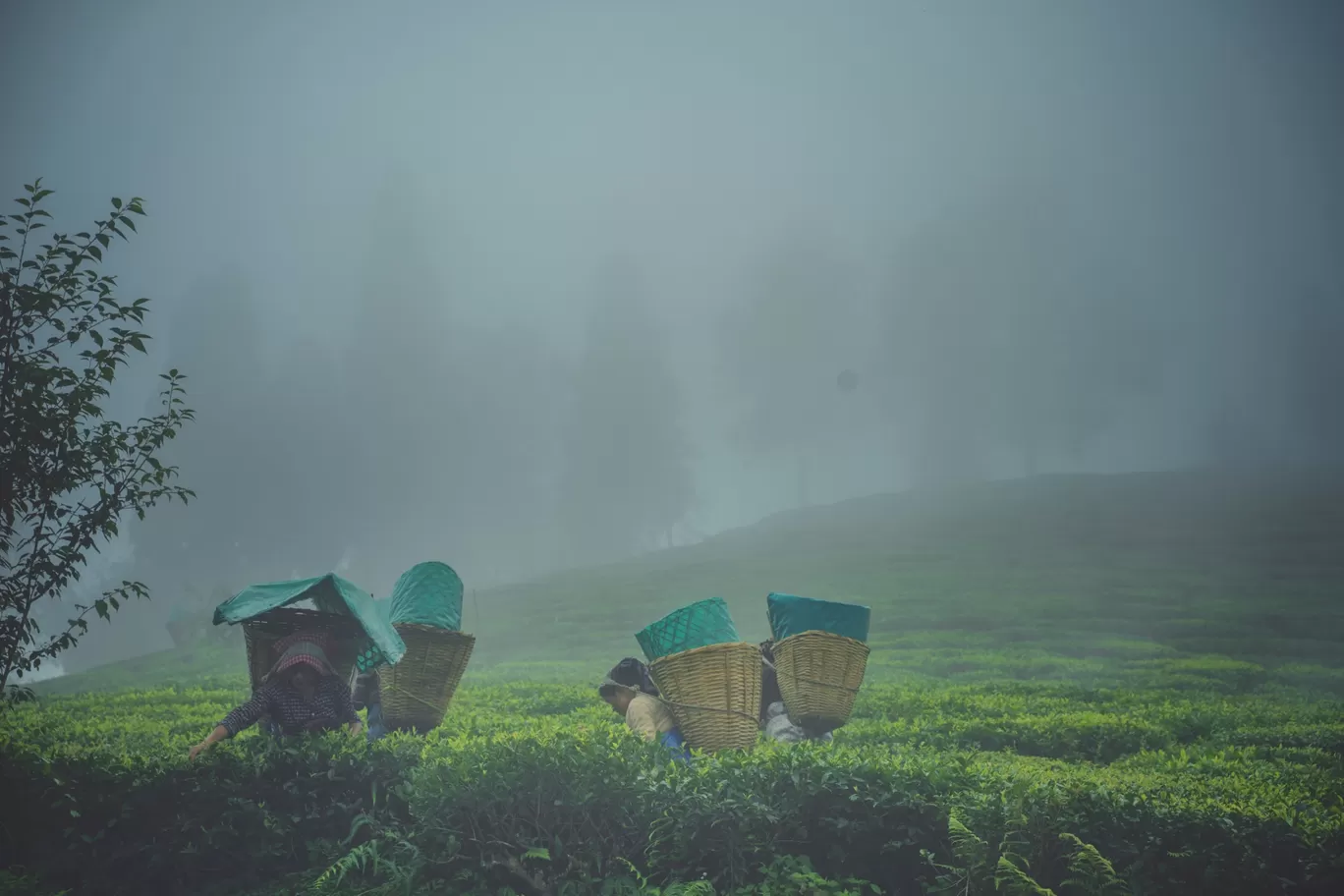 Photo of Temi Tea Garden By Saurav Anuraj