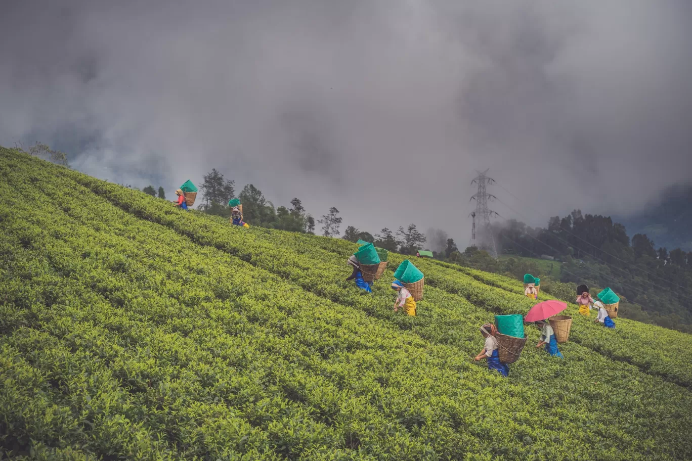 Photo of Temi Tea Garden By Saurav Anuraj