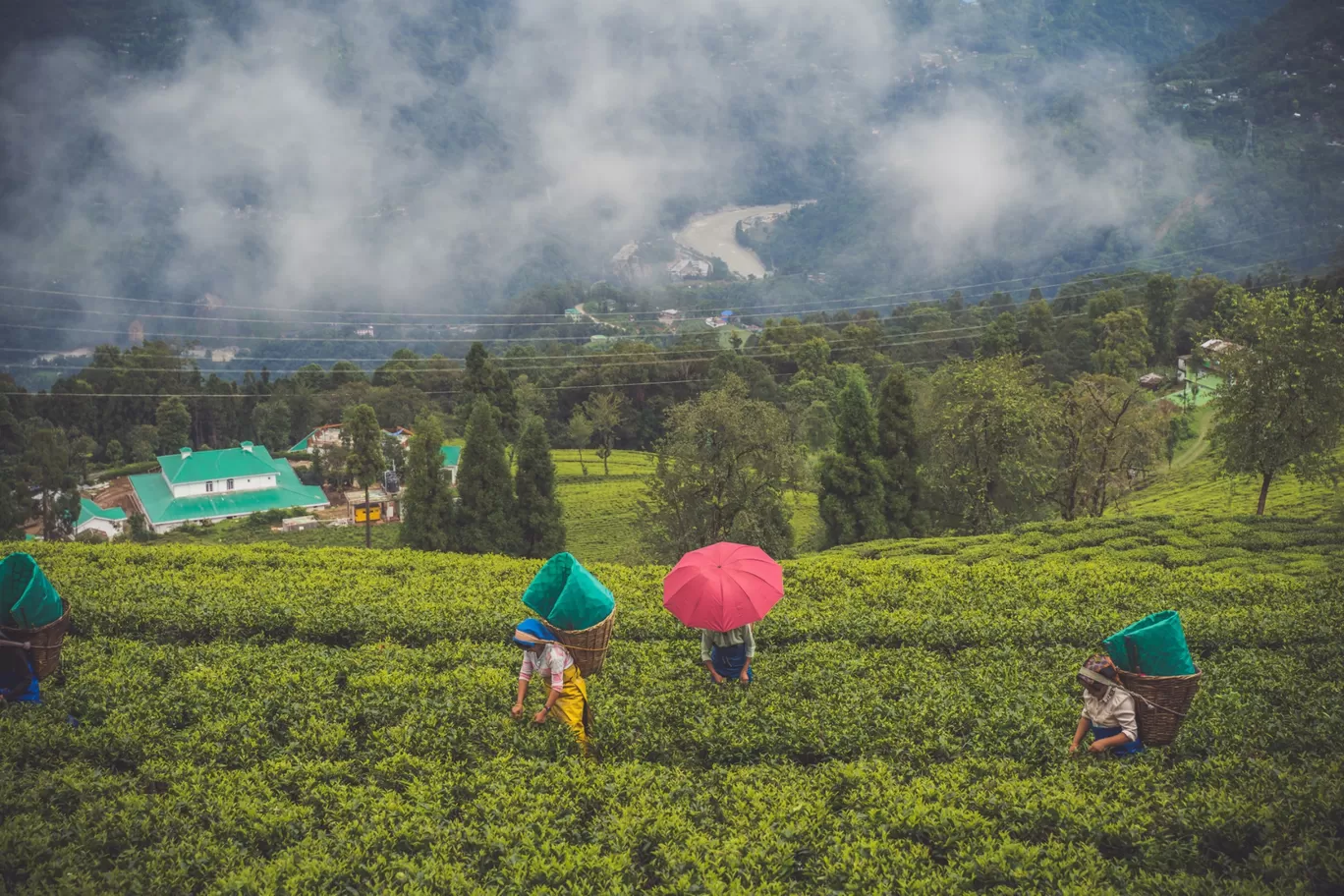Photo of Temi Tea Garden By Saurav Anuraj