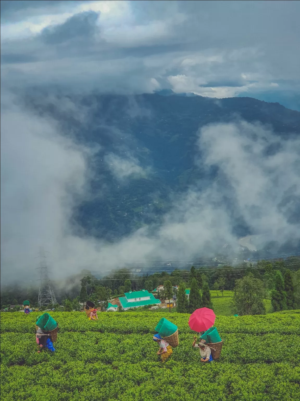 Photo of Temi Tea Garden By Saurav Anuraj