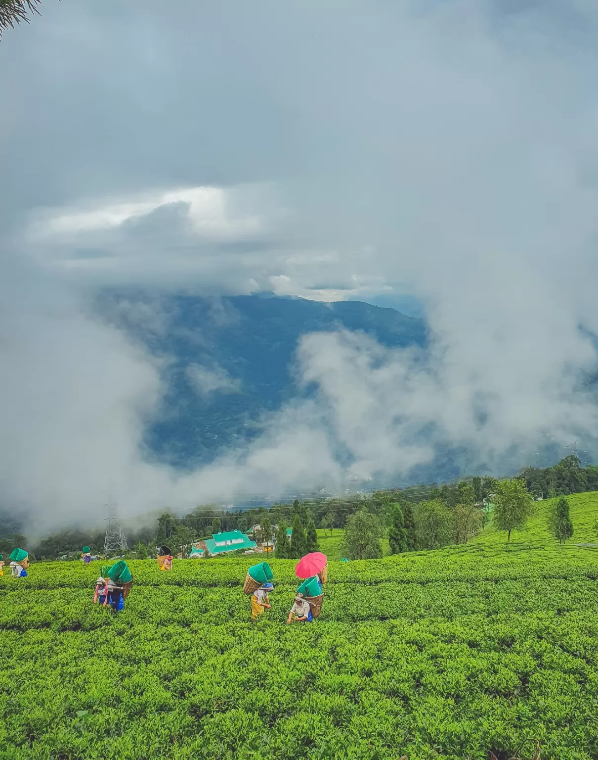 Photo of Temi Tea Garden By Saurav Anuraj