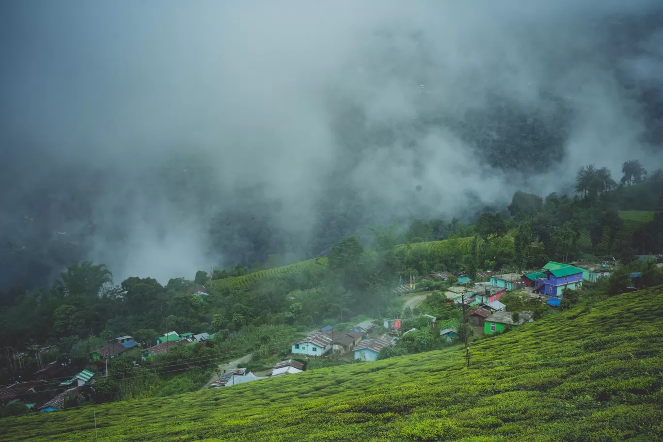 Photo of Temi Tea Garden By Saurav Anuraj