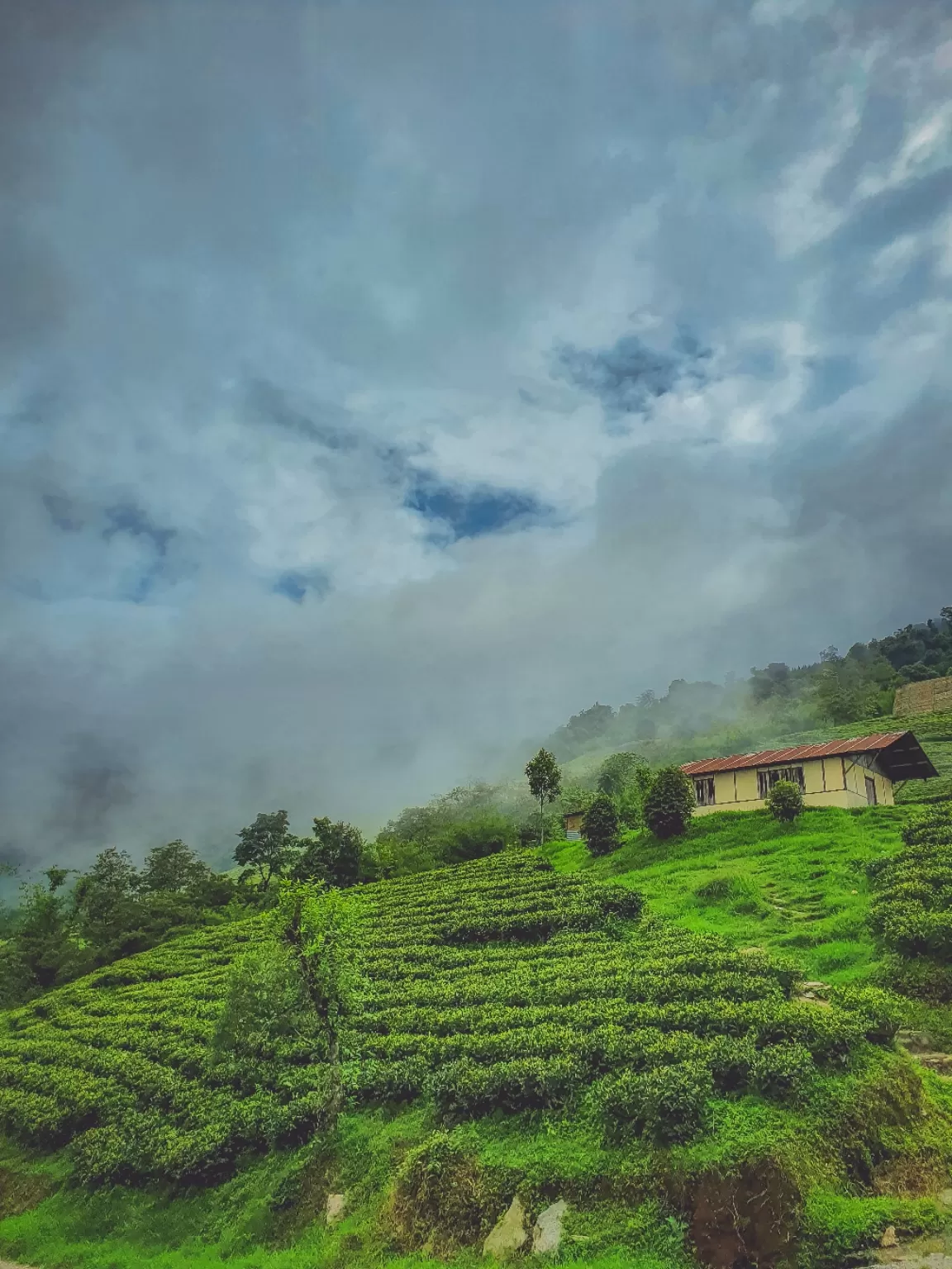 Photo of Temi Tea Garden By Saurav Anuraj