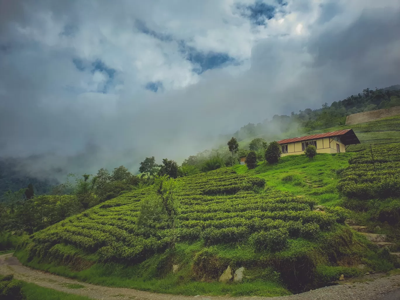 Photo of Temi Tea Garden By Saurav Anuraj